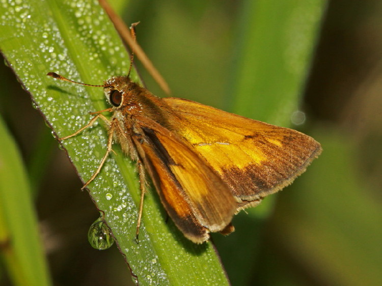 Aaron's Skipper (male)