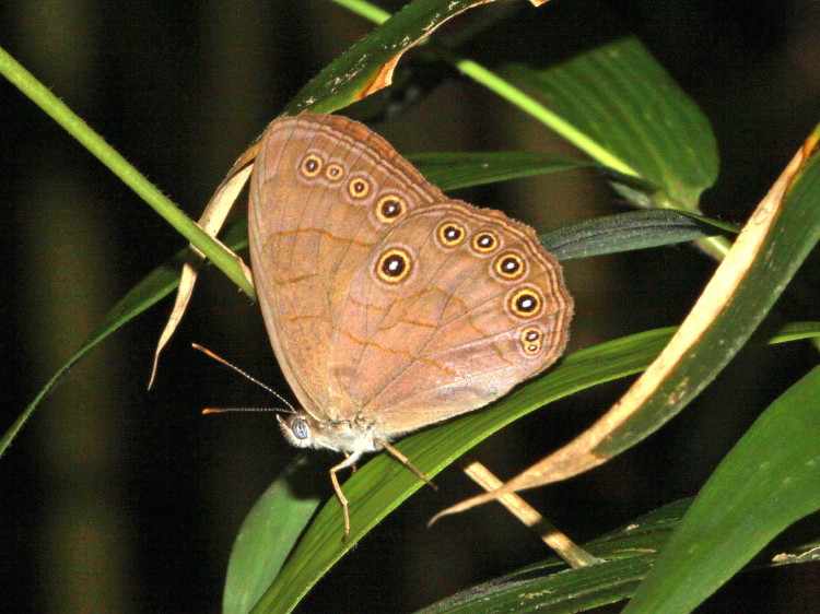 Appalachain Brown
