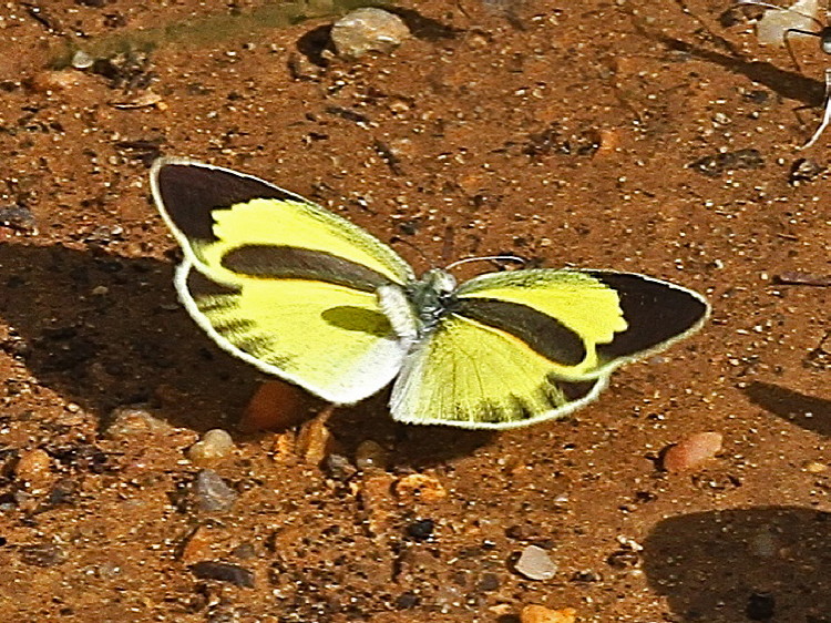 Barred Yellow