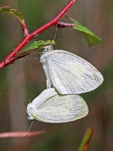 Barred Yellow