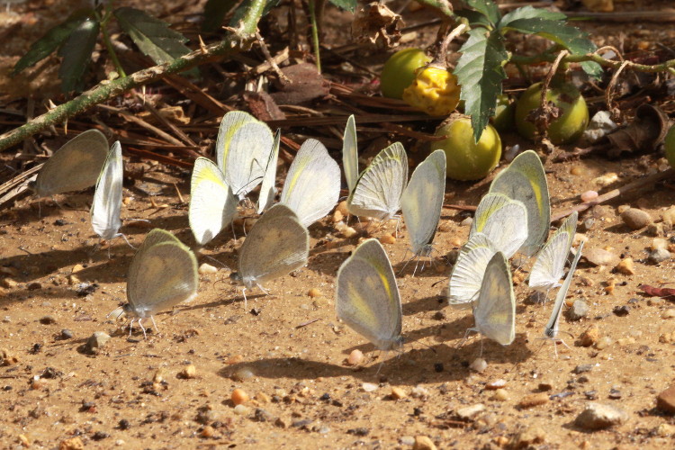 Barred Yellow