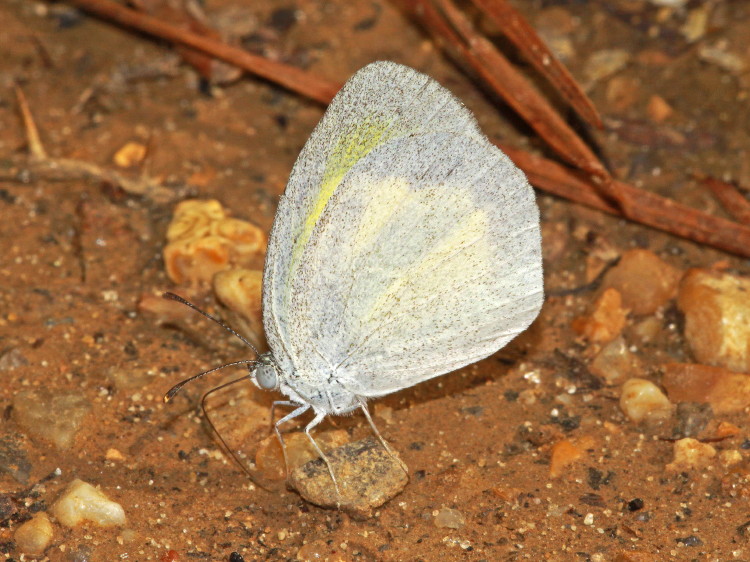 Barred Yellow