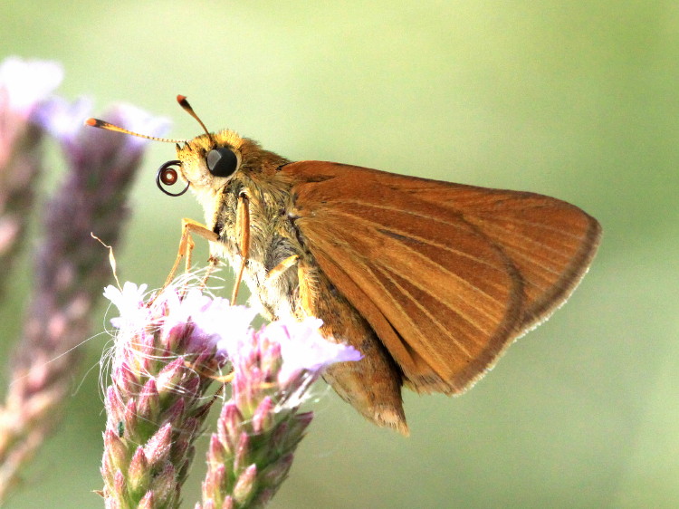 Bay Skipper