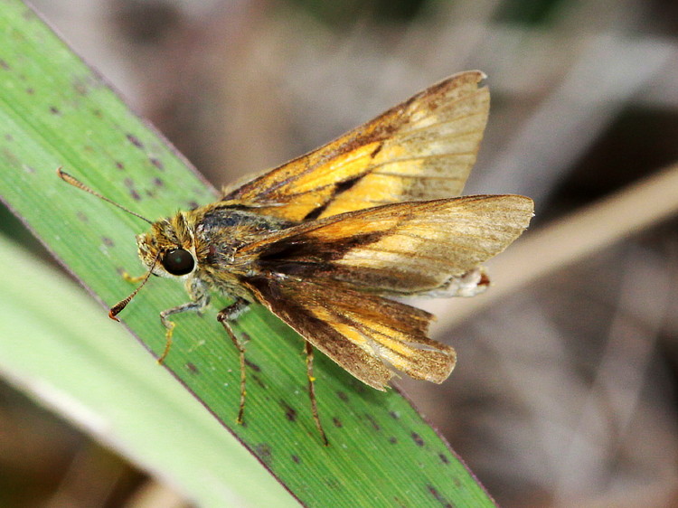 Bay Skipper (male)