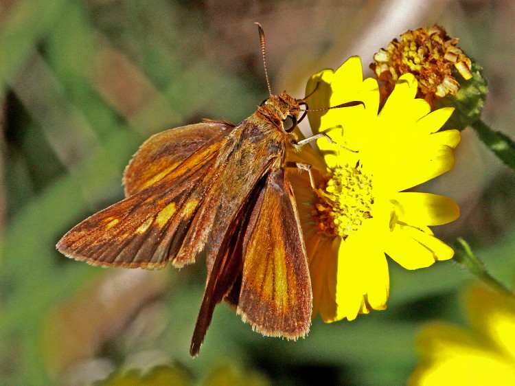 Bay Skipper (female)