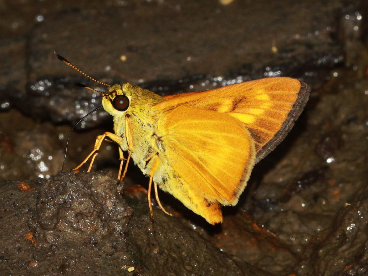 Byssus Skipper