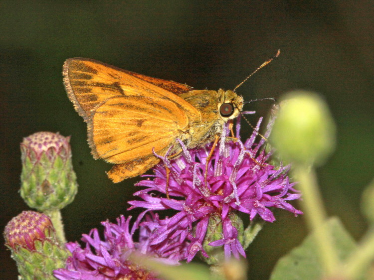 Byssus Skipper