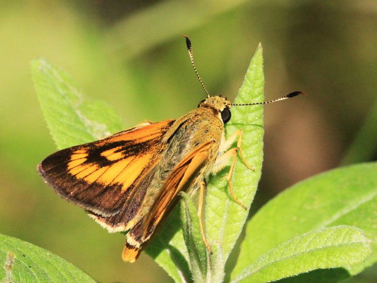Byssus Skipper
