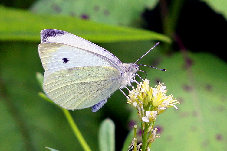 Cabbage White