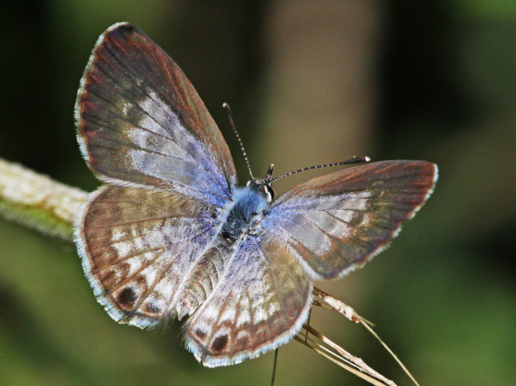 Cassius Blue