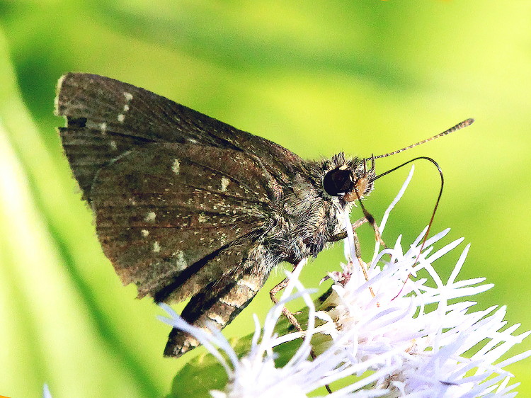 Celia's Roadside-Skipper