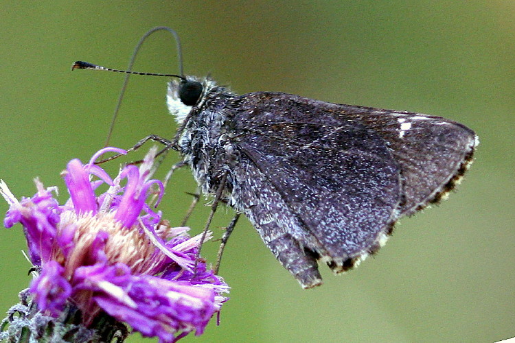 Common Roadside-Skipper