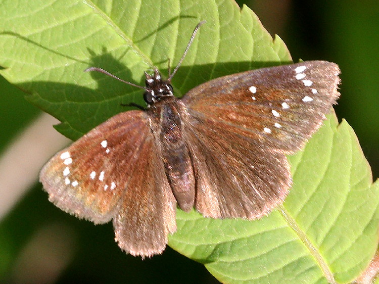 Common Sootywing