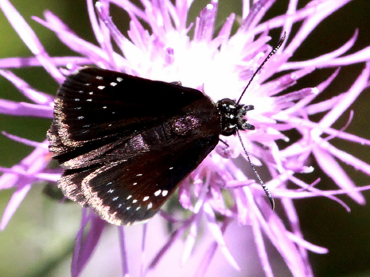 Common Sootywing