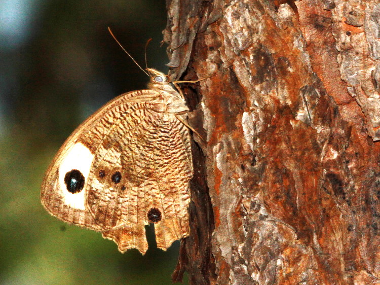 Common Wood-Nymph