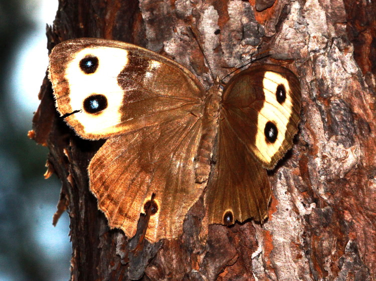 Common Wood-Nymph