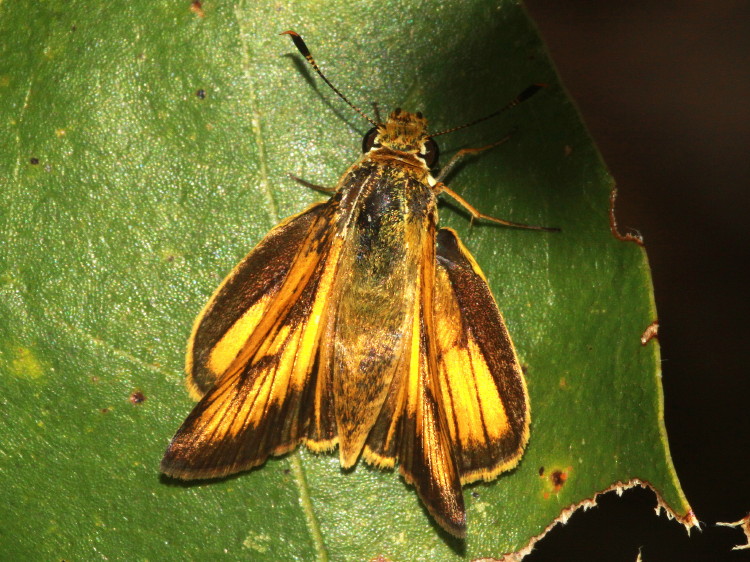 Delaware Skipper