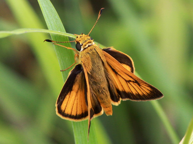 Delaware Skipper