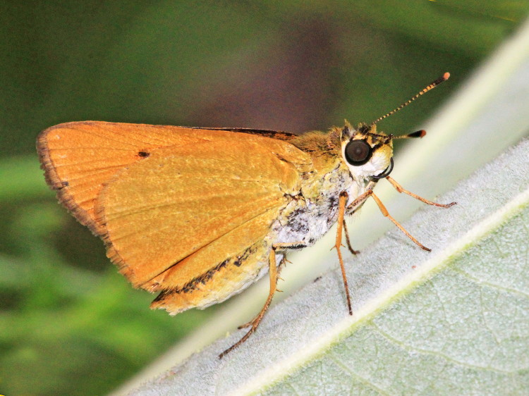 Delaware Skipper