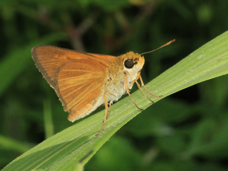 Dion Skipper