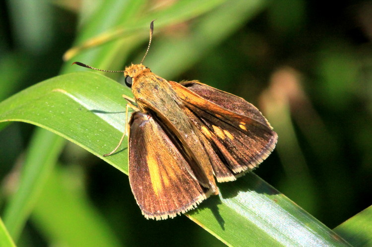 Dion Skipper (female)