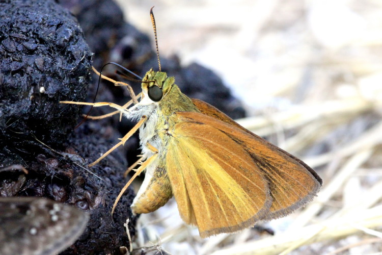 Duke's Skipper