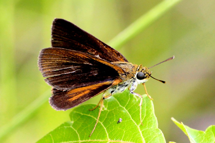 Duke's Skipper