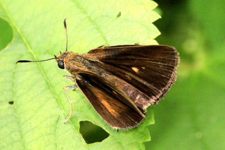 Duke's Skipper (female)