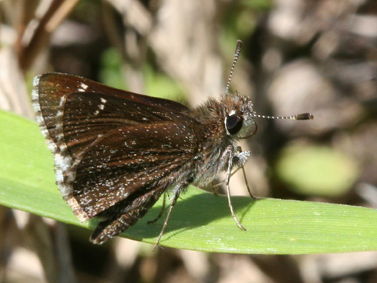 Dusky Roadside Skipper