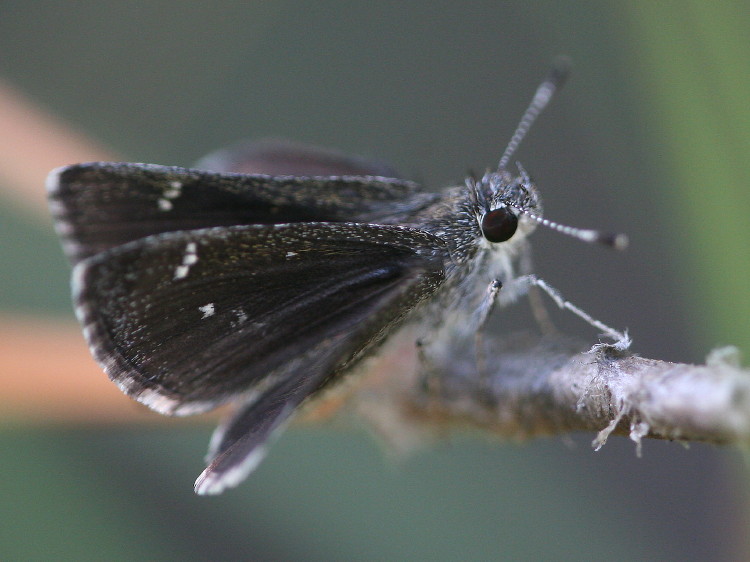 Dusky Roadside Skipper