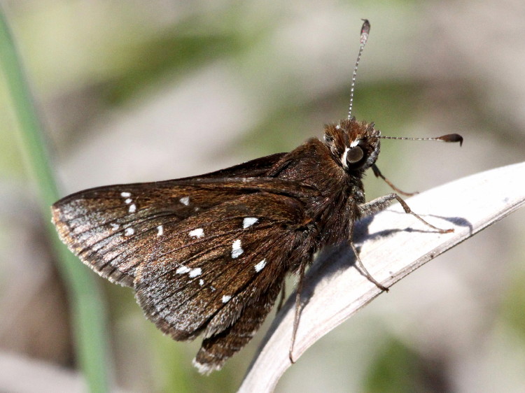 Dusted Skipper