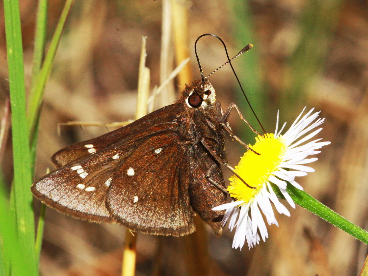 Dusted Skipper
