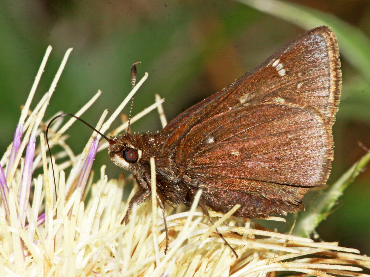 Dusted Skipper