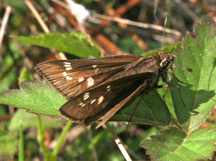 Dusted Skipper