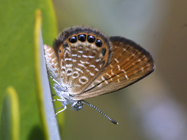 Eastern Pygmy-Blue