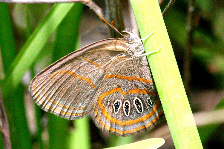 Georgia Satyr