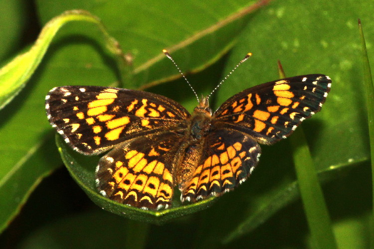 Gorgone Checkerspot