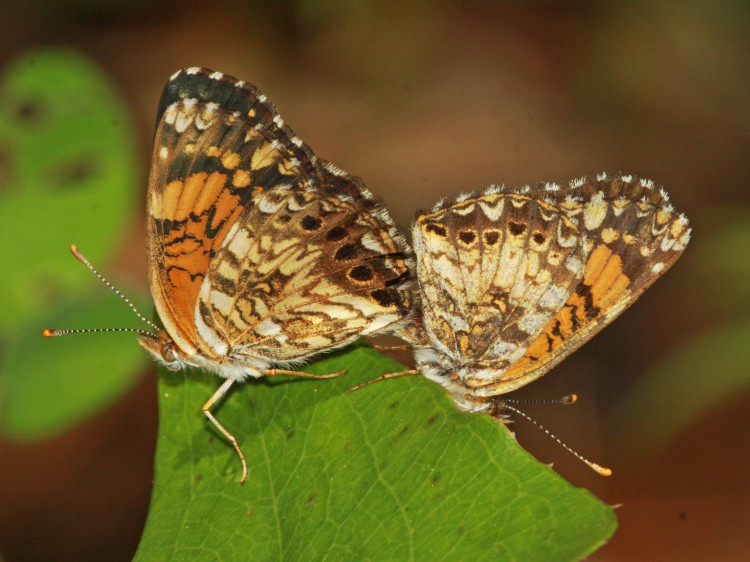 Gorgone Checkerspot