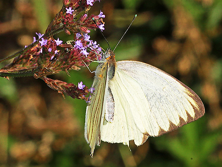 Great Southern White