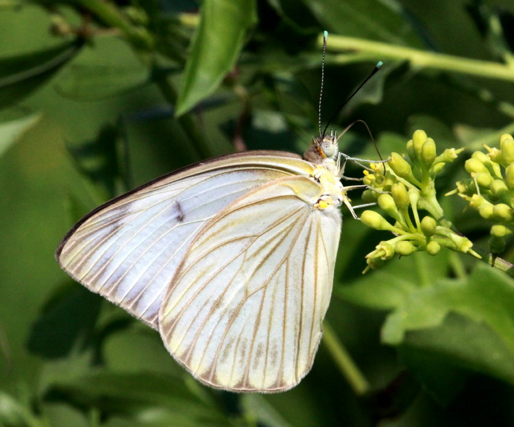 Great Southern White