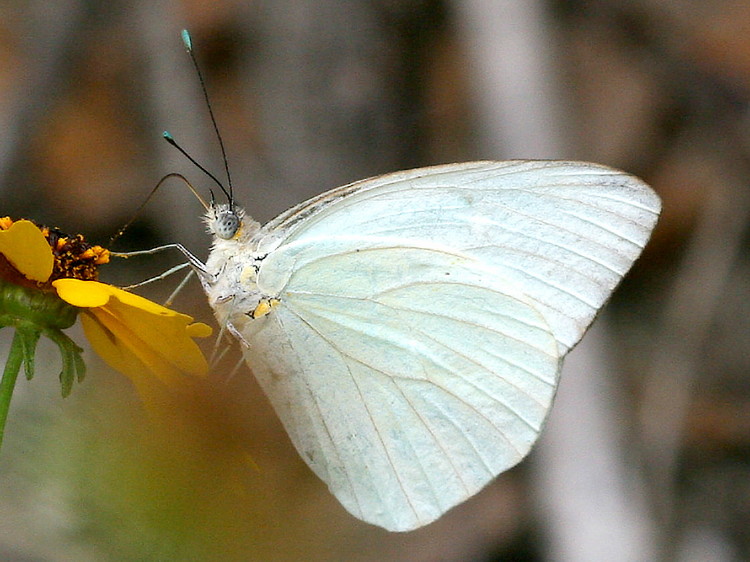 Great Southern White