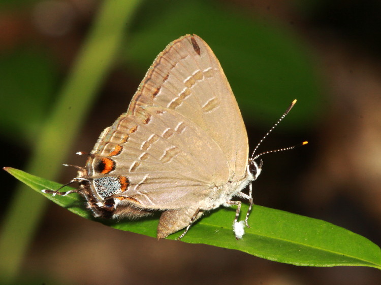 King's Hairstreak