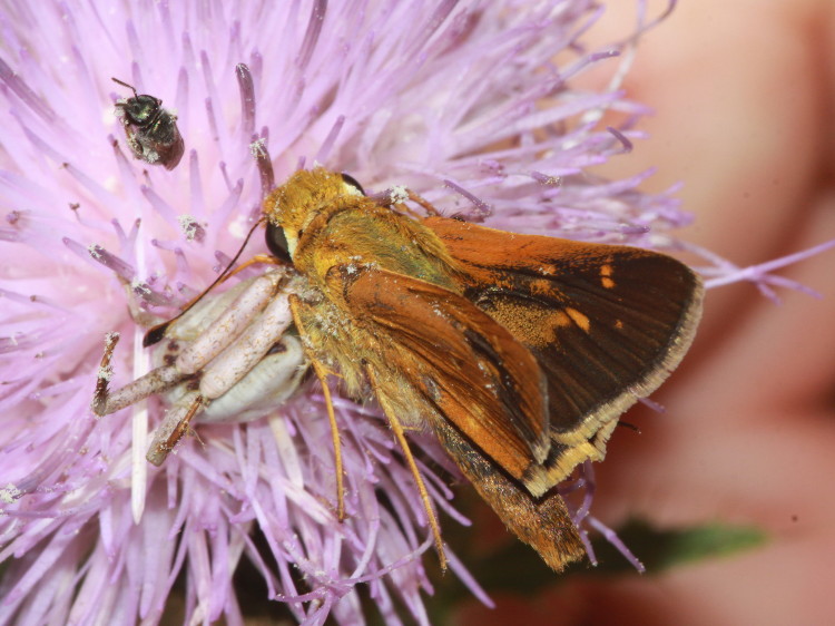 Leonard's Skipper