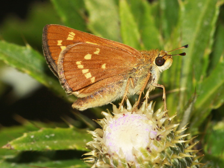Leonard's Skipper