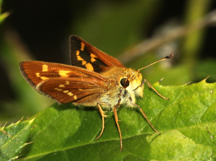 Leonard's Skipper