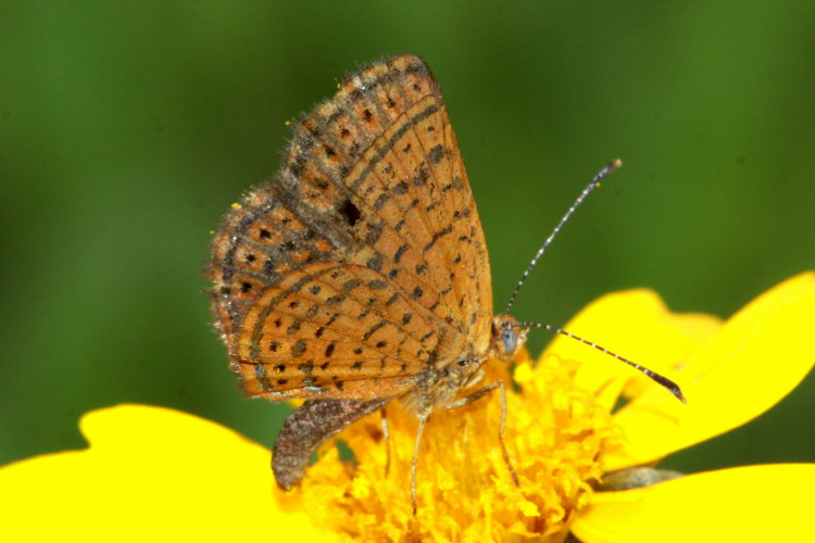 Little Metalmark