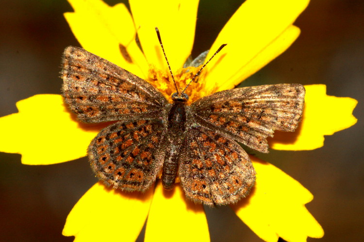 Little Metalmark