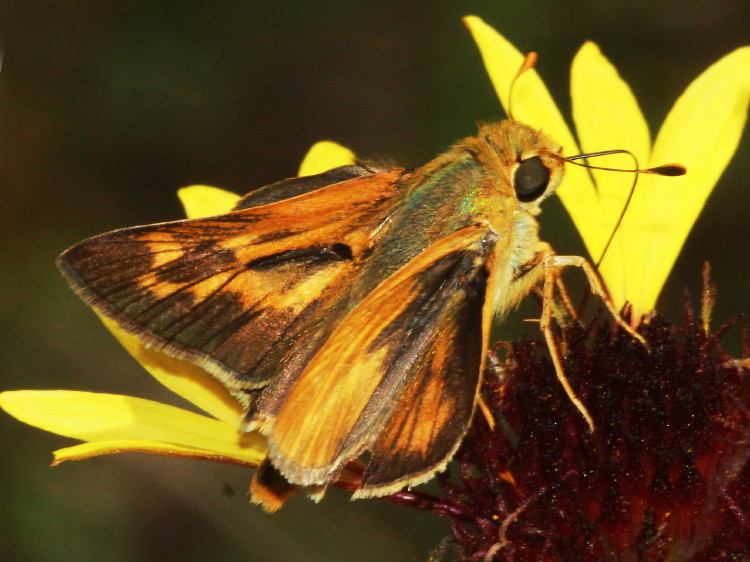 Meske's Skipper