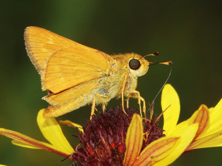 Meske's Skipper