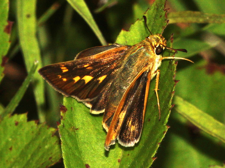 Meske's Skipper